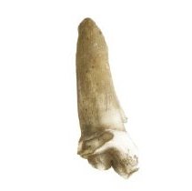 Omc 1960.719.007  (1) Edited